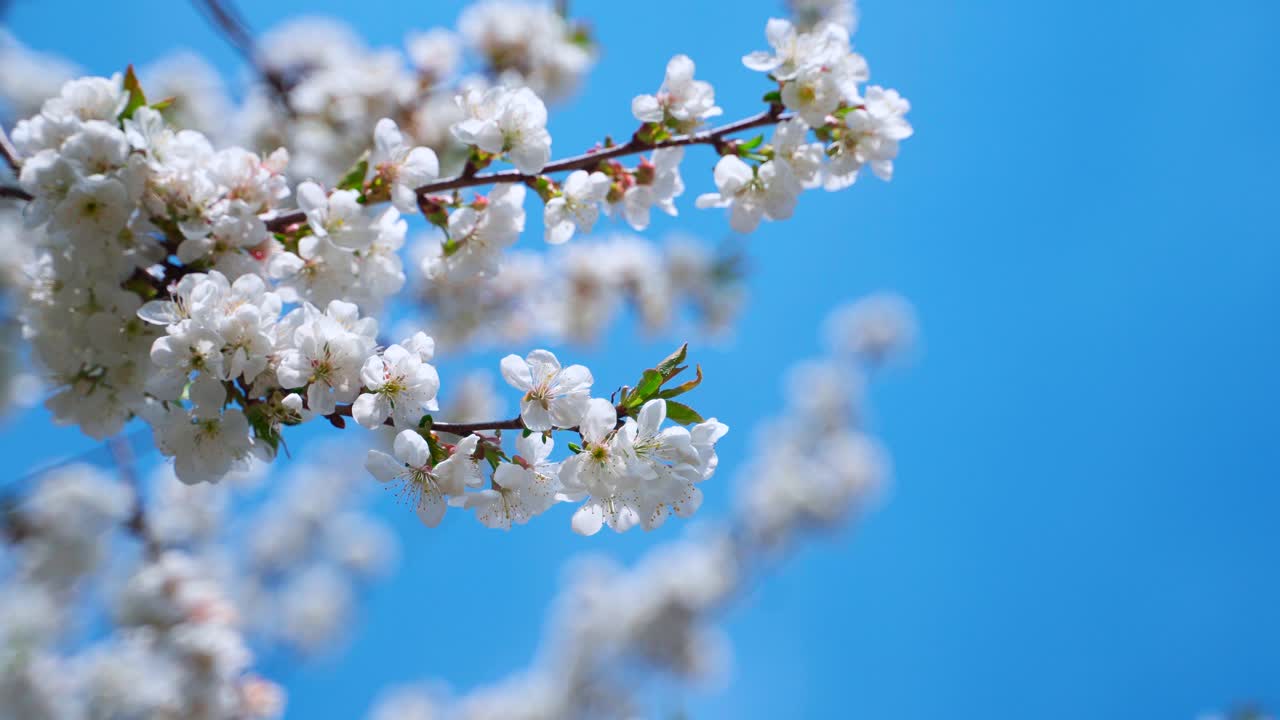Blooming sakura branch sways in the wind against a blue background