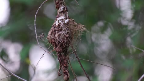 visto colgado en su nido y se va volando mientras la cámara se aleja, pájaro solar de espalda verde oliva cinnyris jugularis, parque nacional kaeng krachan, tailandia