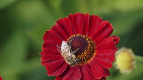 close up view of a honey bee pollinating a flower and then flying away