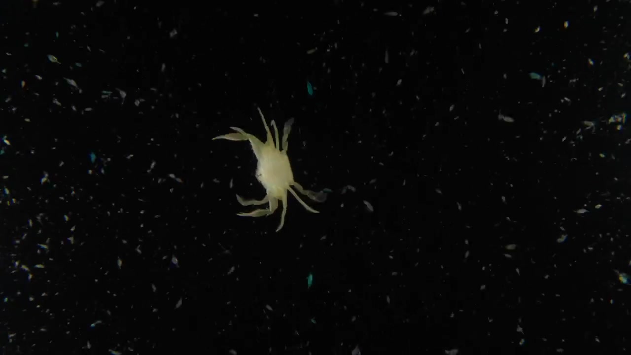 A pelagic swimming crab (Portunidae sp.) with a storm of plankton, swimming in the open ocean in blackwater. Filmed in Anilao, Philippines.