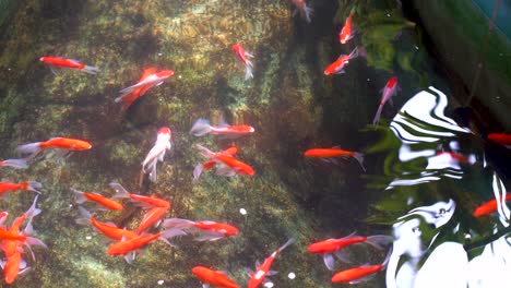 Inquietante-De-Los-Exóticos-Peces-Cometa-Sarasa-O-Peces-Dorados-Nadando-En-El-Estanque,-Vista-Superior