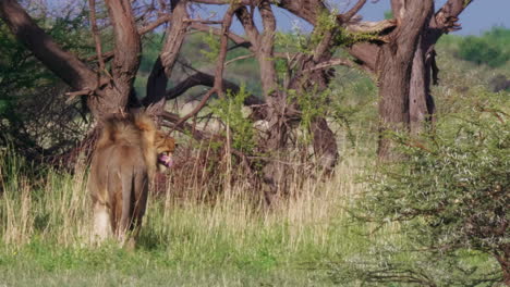 Der-Schwarzmähnige-Löwe,-Der-Auf-Der-Wiese-Unter-Dem-Sommerwetter-Im-Nxai-pan-nationalpark-In-Botswana-Steht
