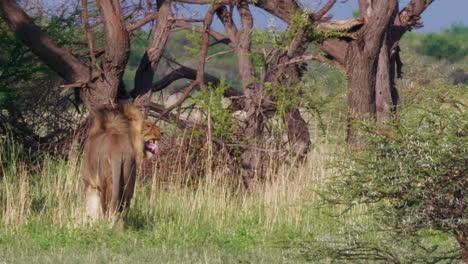 the black maned lion standing in the meadow under the summer weather in nxai pan national park in botswana