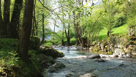 drone-shot-of-a-golden-retriever-dog-sitting-by-the-river-chewing-a-stick-in-the-forest-beautifully-peaceful