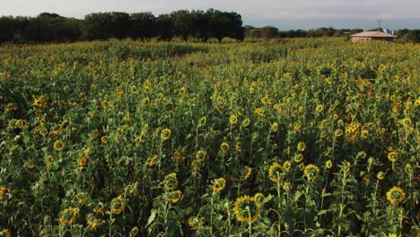 Sonnenblumenfarm-Bei-Sonnenuntergang-Mit-üppigen-Grünen-Blättern-Auf-Einem-Bauernhof-In-Afrika