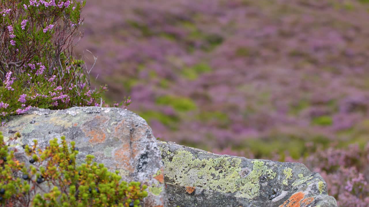 Purple heather flower gently sways in breeze near lichen-covered rock, soft natural daylight