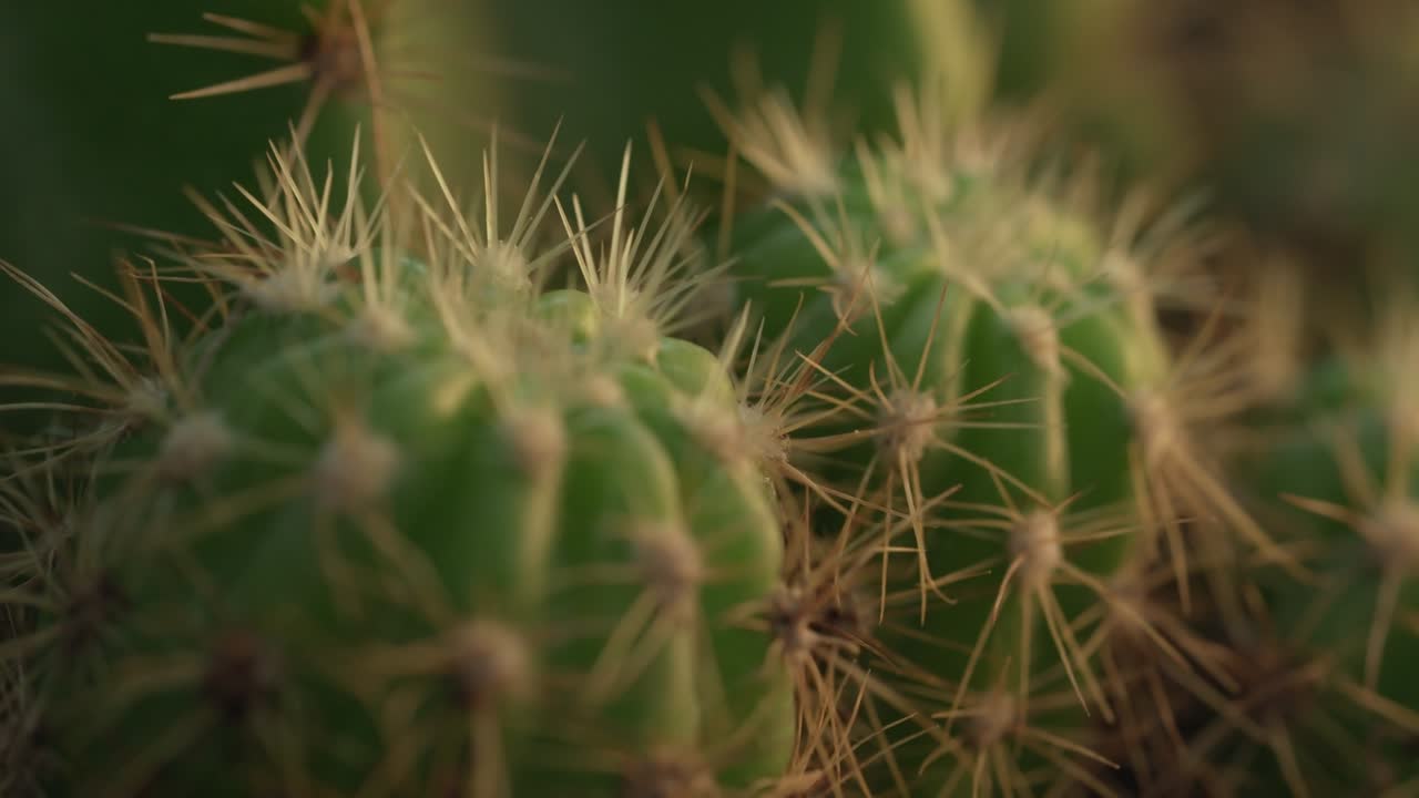 fotografía de cerca de un cactus en el jardín
