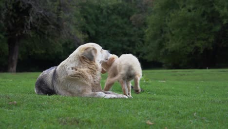 playful little puppy kisses and licks his mom, real love of animals in nature