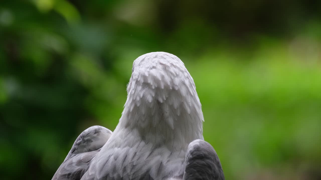 visto de espaldas mirando hacia la izquierda y alrededor, águila marina de vientre blanco haliaeetus leucogaster