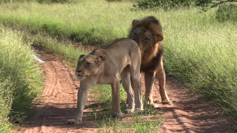 Lion-courtship,-male-lion-follow-female-and-mounts-her-for-mating