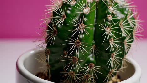 close-up of a green cactus in a white pot with a pink background