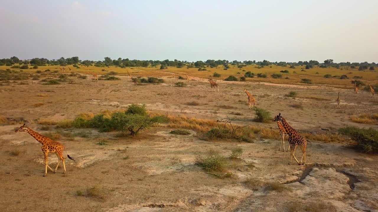 Drone footage shows a group of Rothschild's giraffes Giraffa camelopardalis rothschildi walking and grazing in the open, arid savannah landscape of Murchison Falls National Park, northwest Uganda