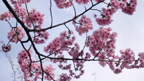 cherry blossoms in full bloom in tokyo japan