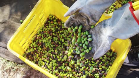 Farmer-putting-harvested-olives-in-crate-4k