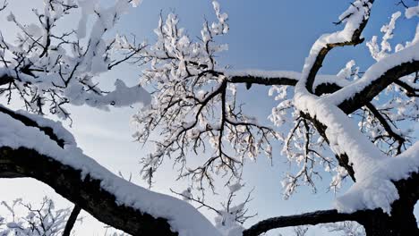 Moving-around-wintery-tree-branches-covered-in-snow-with-blue-sky