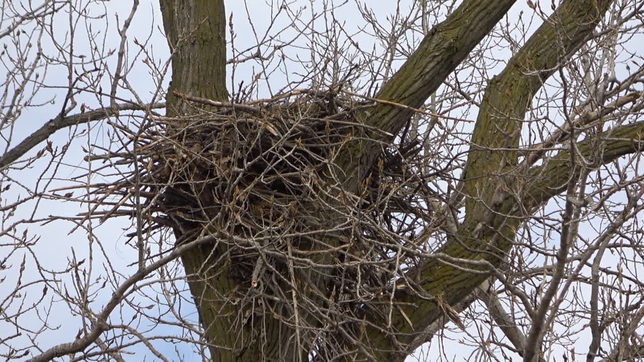 A large bald eagle nest in the midwest