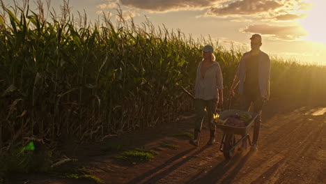 agricultores cosechando maíz al atardecer