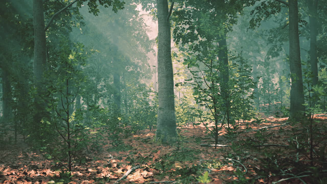 luz del sol del bosque brumoso