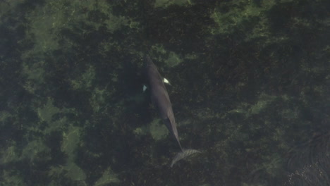 Minke-whale-swimming-in-shallow-water-in-eastern-Quebec