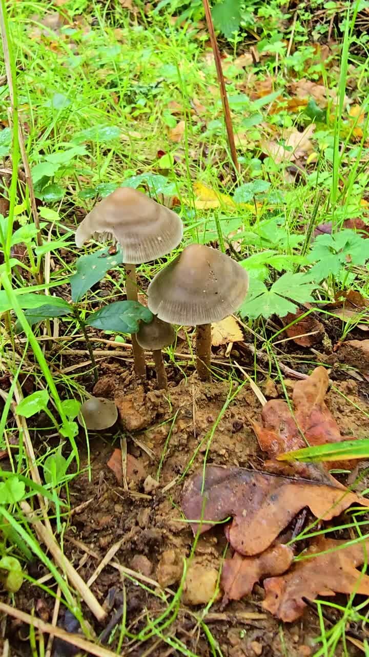 Vertical shot showing fragile brown Psathyrella mushrooms growing among leaves and grass on damp forest soil
