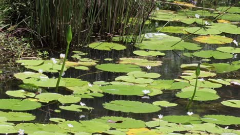 un estanque sereno lleno de lirios de agua y cañas