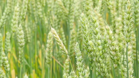 green wheat field background