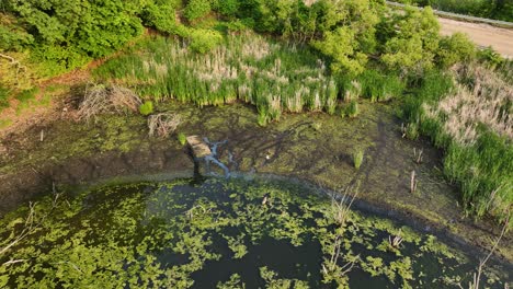 Im-Sommer-über-Verschiedene-Wasserpflanzen-Schwenken