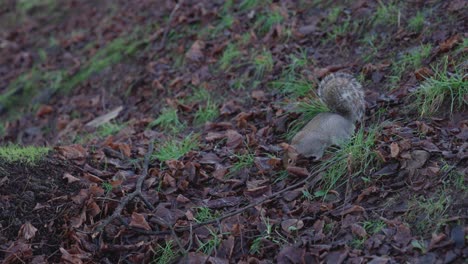 Eichhörnchen-Wühlt-Im-Herbstlaub-Herum