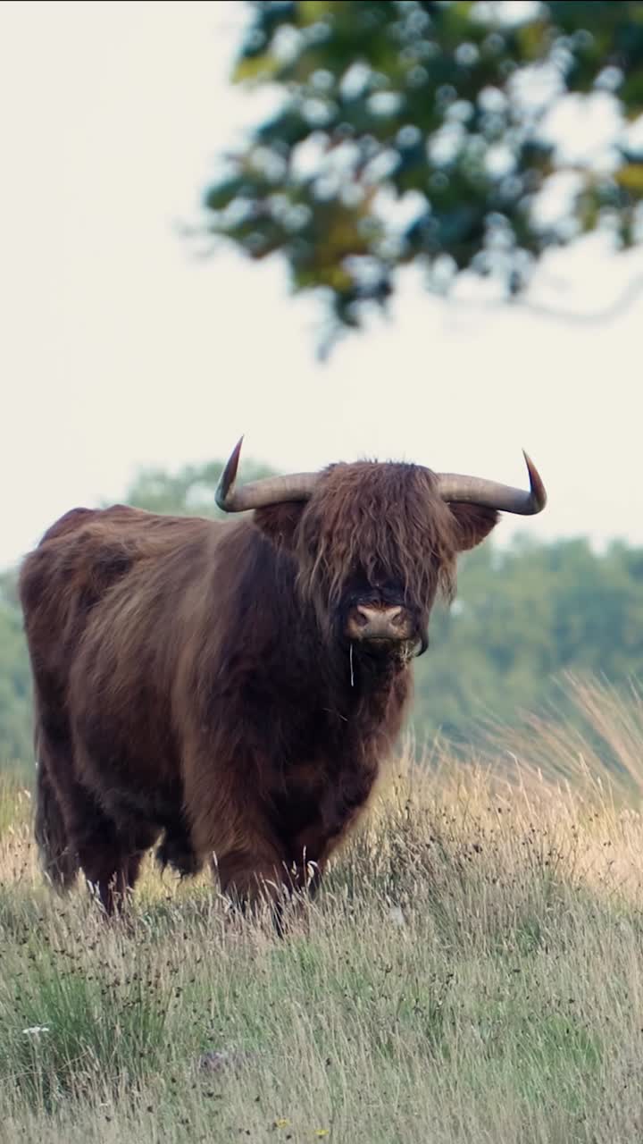 Una mucca Highland dal pelo lungo in piedi nell'erba alta.