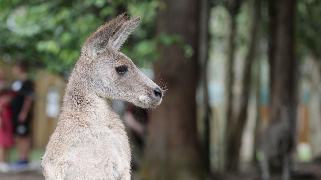 Kangaroo standing alert in wooded area