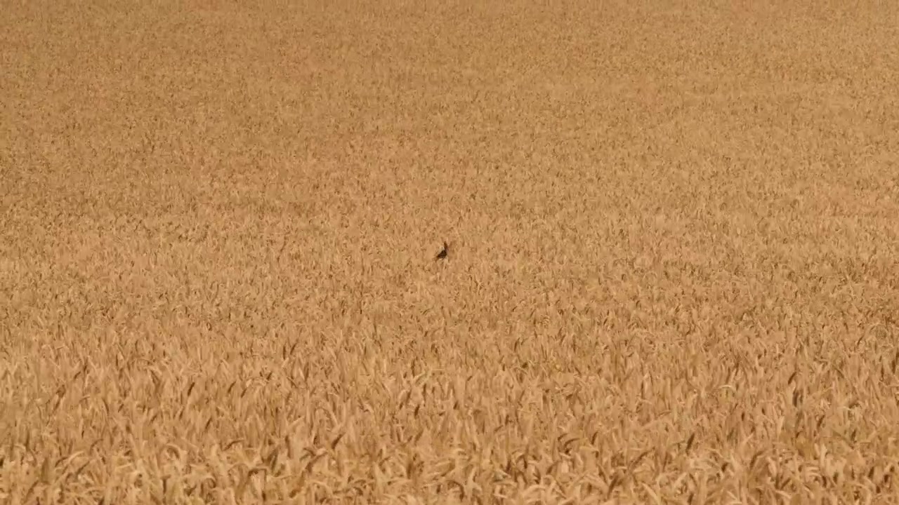Cervo selvatico in piedi in mezzo a una vasta coltivazione di cereali nella campagna rurale. Prospettiva dall'alto