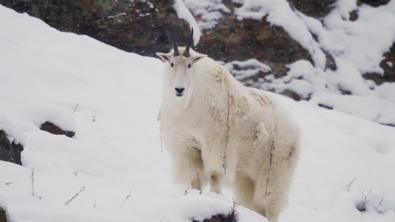 캐나다 의 유콘 산 의 눈 인 산 에 서 있는 산 염소 - 근접