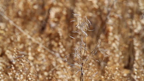 la hierba seca sopla en la brisa antes de desenfocado fondo dorado soleado