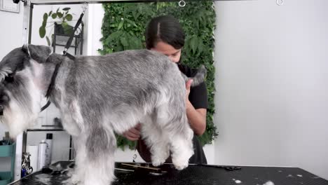 Hispanic-dog-groomer-lifts-Miniature-Schnauzer's-hind-legs-up,-slow-motion