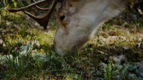 Waldhirsche-Mit-Schönen-Hörnern,-Die-Gras-In-Einem-Sonnenschirm-Fressen