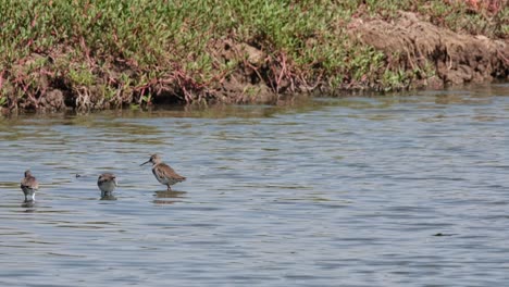 two individuals foraging and one arrives from the left, common redshank or redshank tringa totanus, thailand