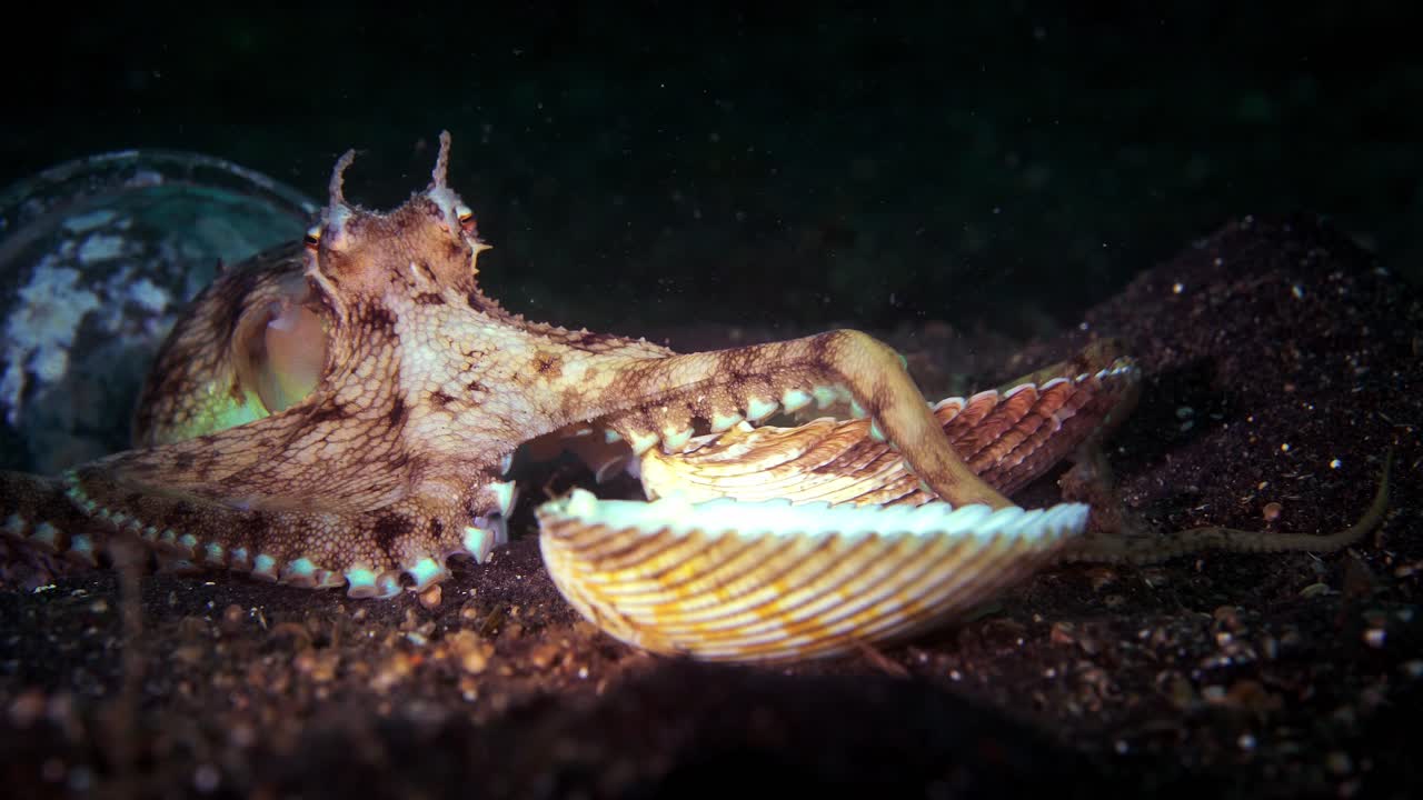 껍데기 플라스틱 컵에 있는 코코넛 문어는 걷는 lembeh 인도네시아 4k 25fps를 숨기고 있습니다.