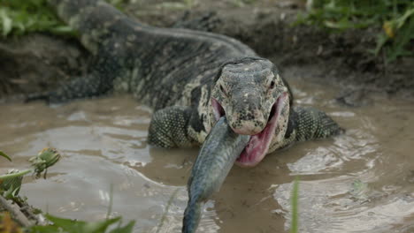 Asian-water-monitor-swallowing-fish-in-extreme-slow-motion-1000fps