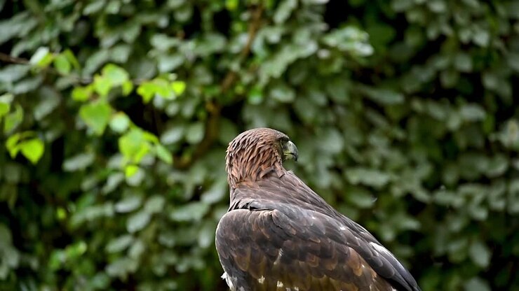 Strong wild eagle resting in summer day