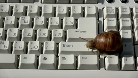 snail computer keyboard clipboard crawling on enter button