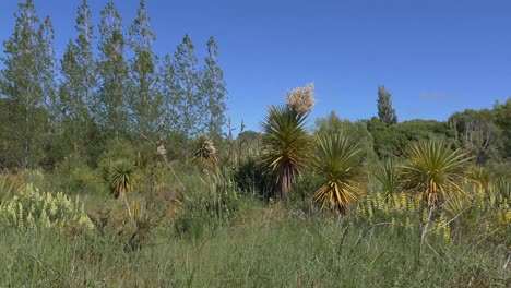 Schöne-Farbkontraste-Von-Gelb-Und-Grün-In-Flachsbüschen-Und-Lupinen-An-Einem-Schönen-Frühlingstag-–-Ashley-River-Estuary-Reserve