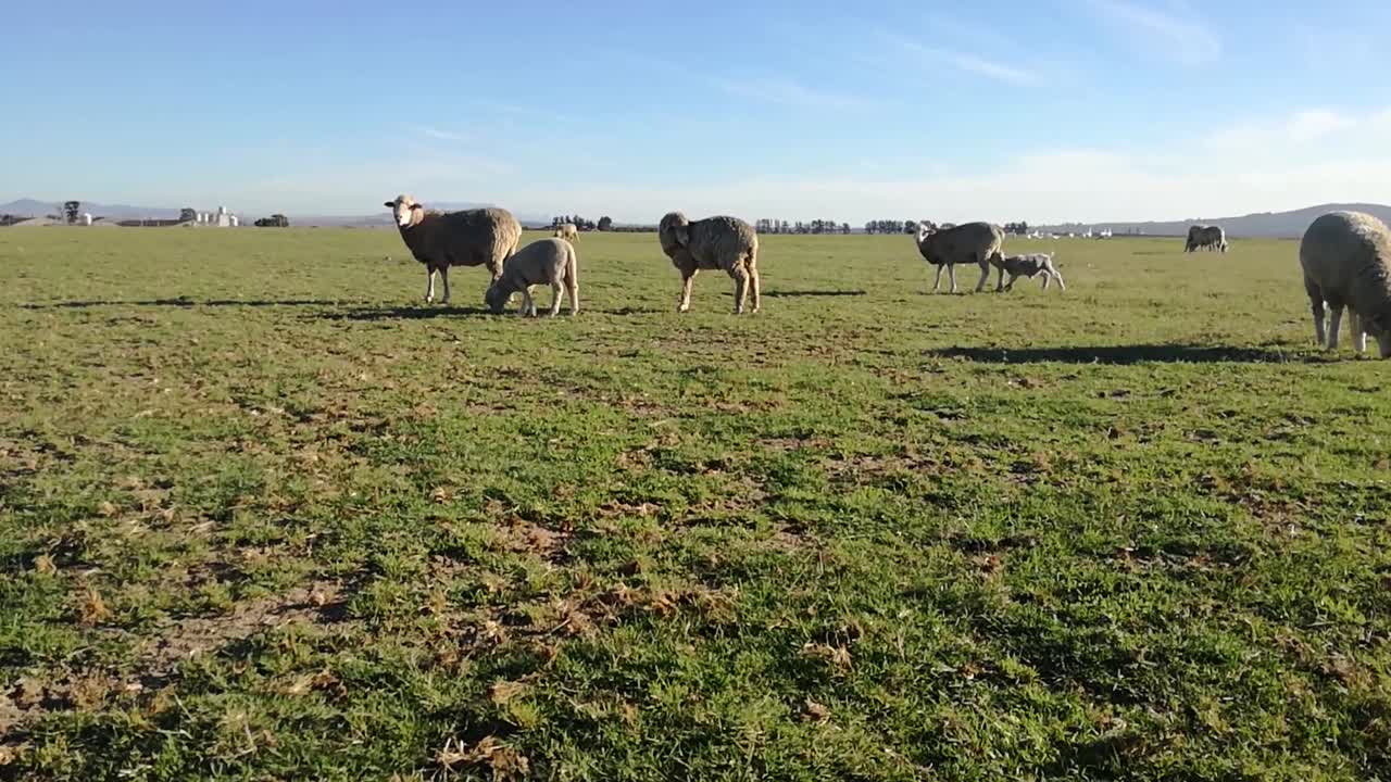 pecore al pascolo in un allevamento di bovini o bestiame