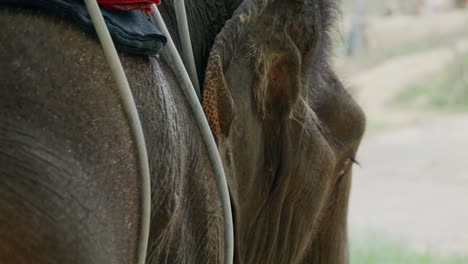 ojos de elefante y pies encadenados de cerca