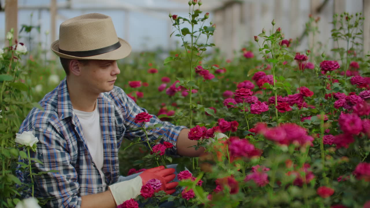 Bell'uomo fiorista con grembiule e guanti rosa, in piedi e che lavora felicemente con i fiori in serra.