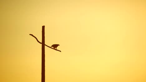 Hawk-taking-off-in-slow-motion