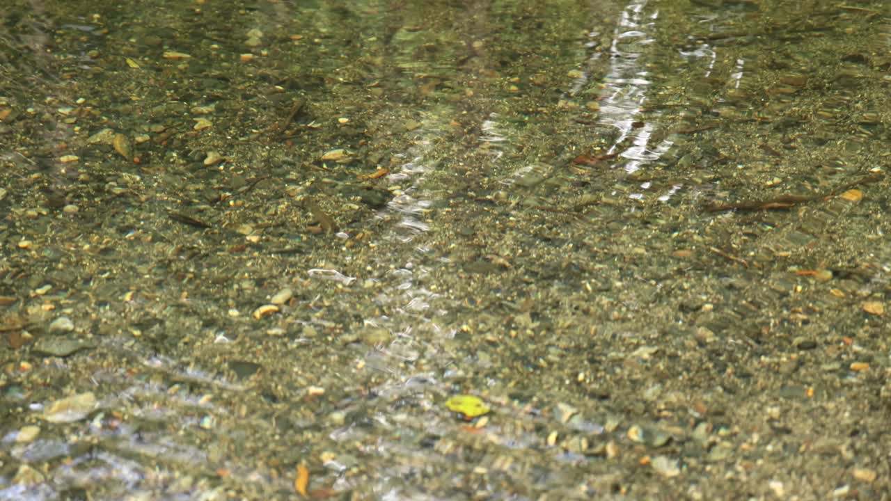 Gentle ripples and leaves on a water surface