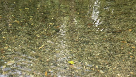 gentle ripples and leaves on a water surface