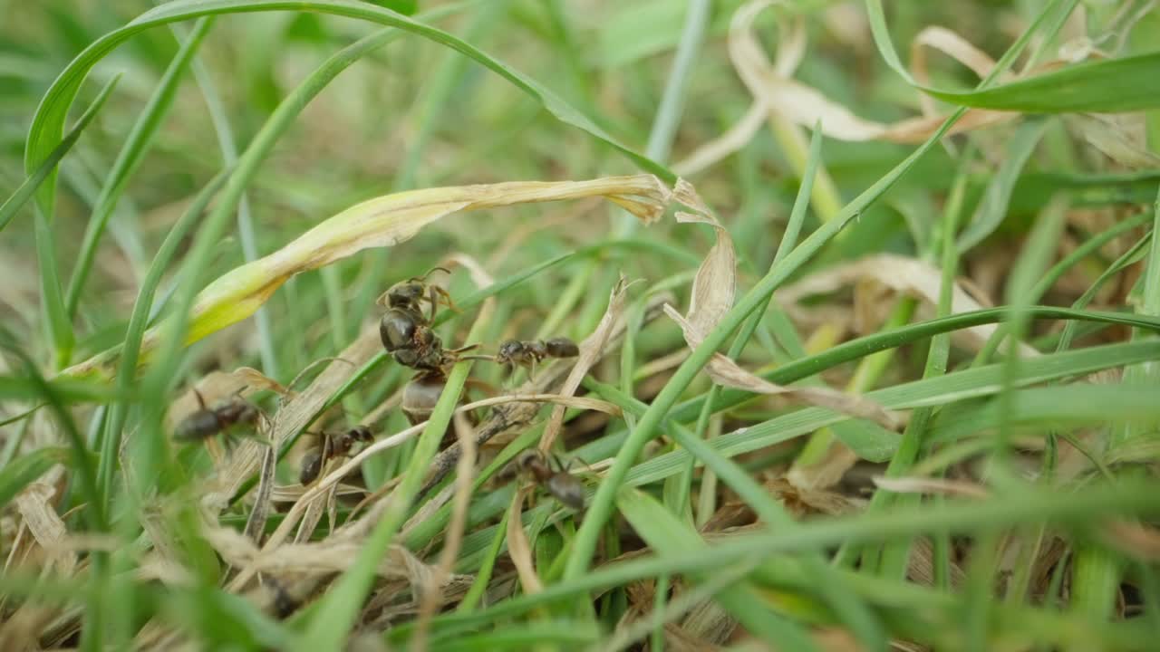 Black garden ant walks between grass pulling beetle food, macro focus on movement and texture