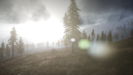 sun beams through trees