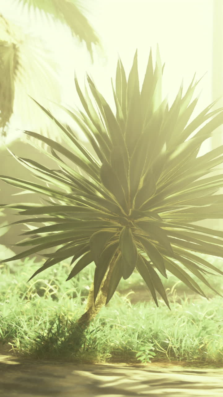 Sunlight filters through tropical foliage in a serene natural setting